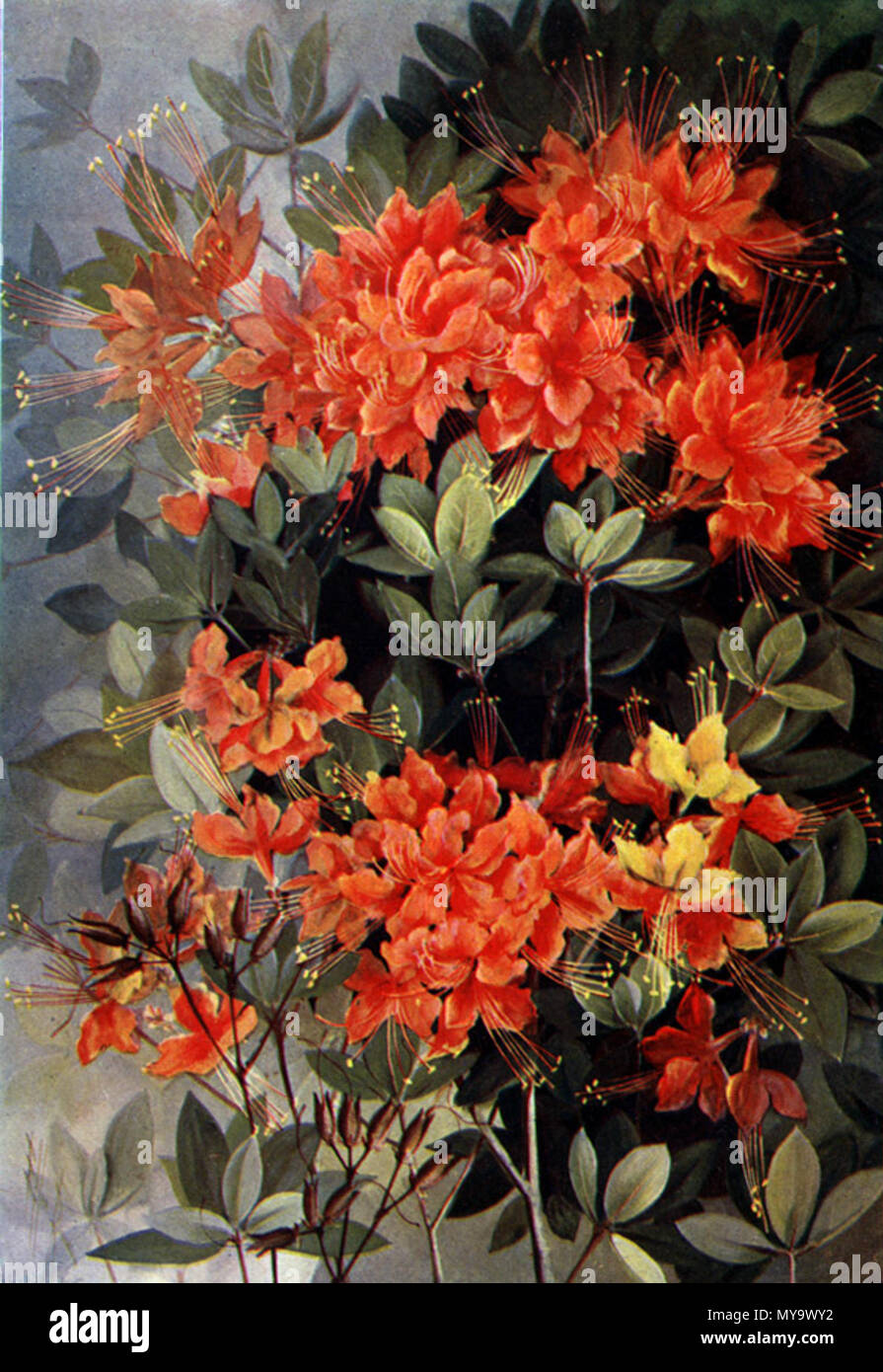 . Flamme Azalea, Rhododendron calendulaceum offset Farbwiedergabe der Malerei. 1901. Alice Lounsberry (Autor, 1872-1949), Ellis Rowan (Artist, 1847-1922), siehe englische Wikipedia Artikel 453 Rhododendron calendulaceumCDP 119 ein Stockfoto