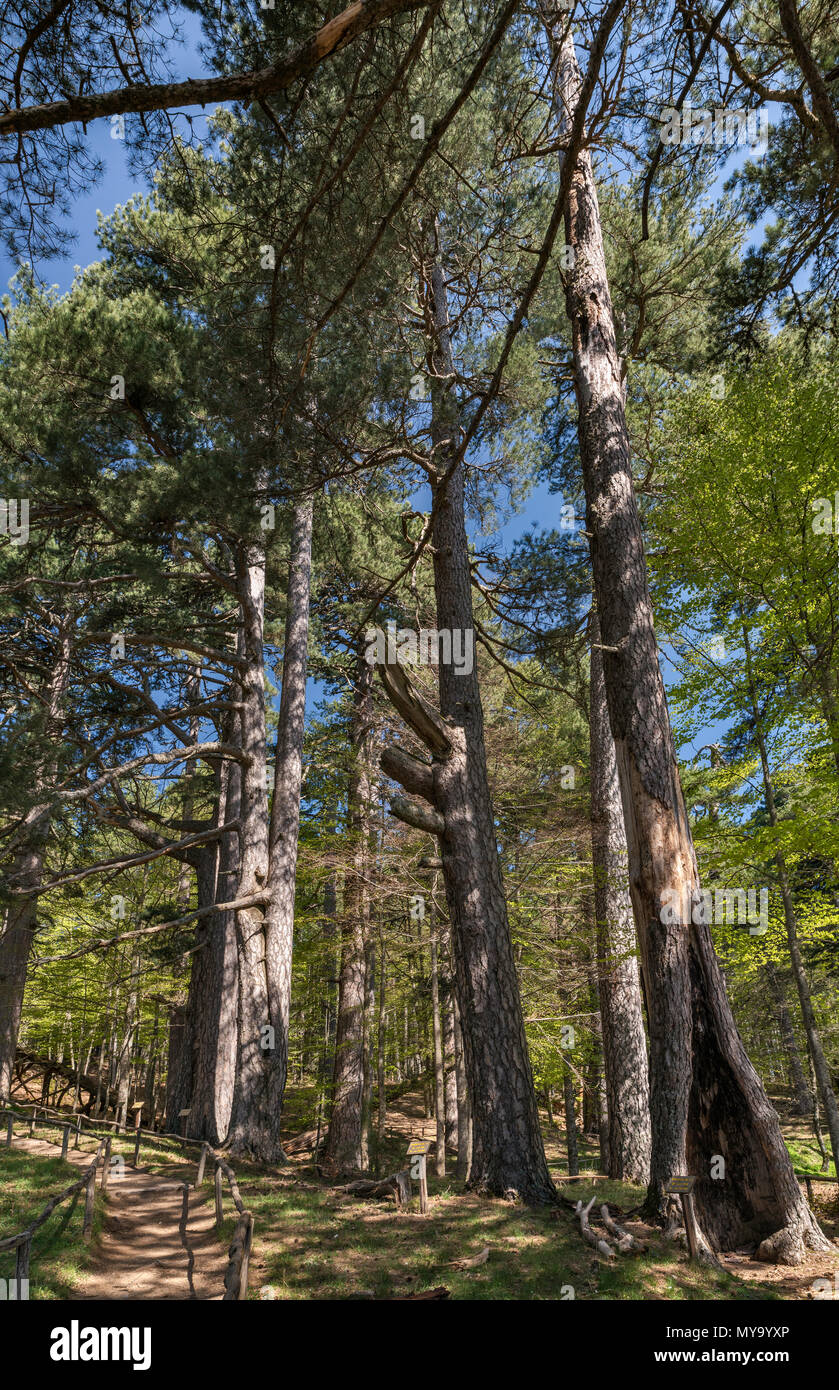 Europäische Schwarzkiefer (Pinus nigra) an giganti della Sila im Sila Nationalpark, südlichen Apenninen, Kalabrien, Italien erhalten Stockfoto