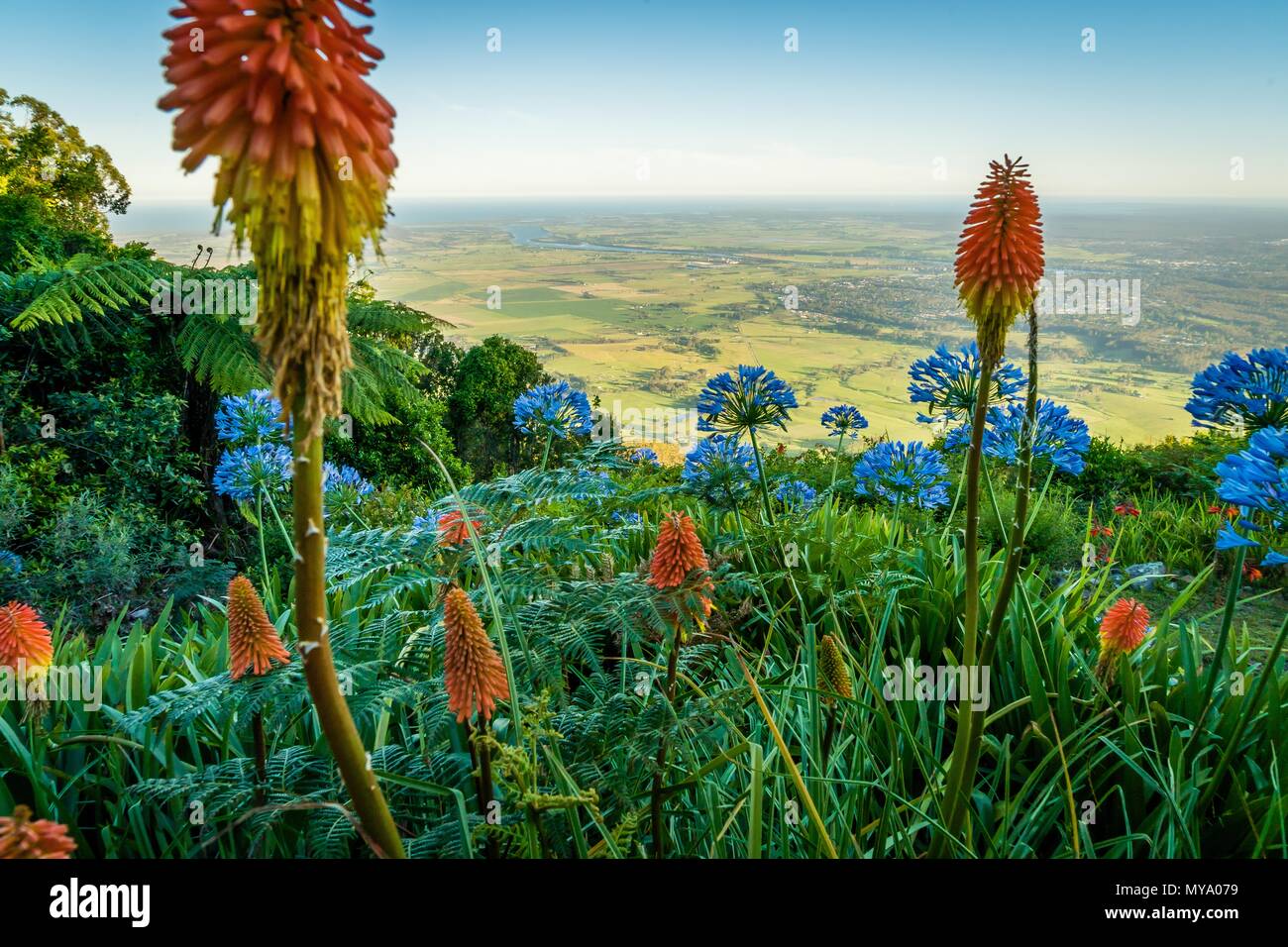 Cambewarra Lookout im Sommer mit orange und blaue Blumen im Vordergrund Stockfoto
