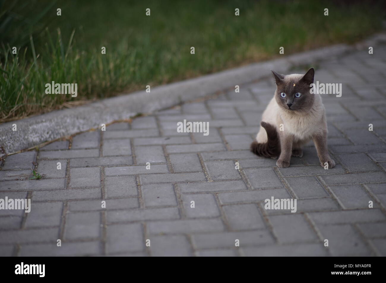 Siamesische Katze sitzt auf einer Fliese im Sommer Hof Stockfoto
