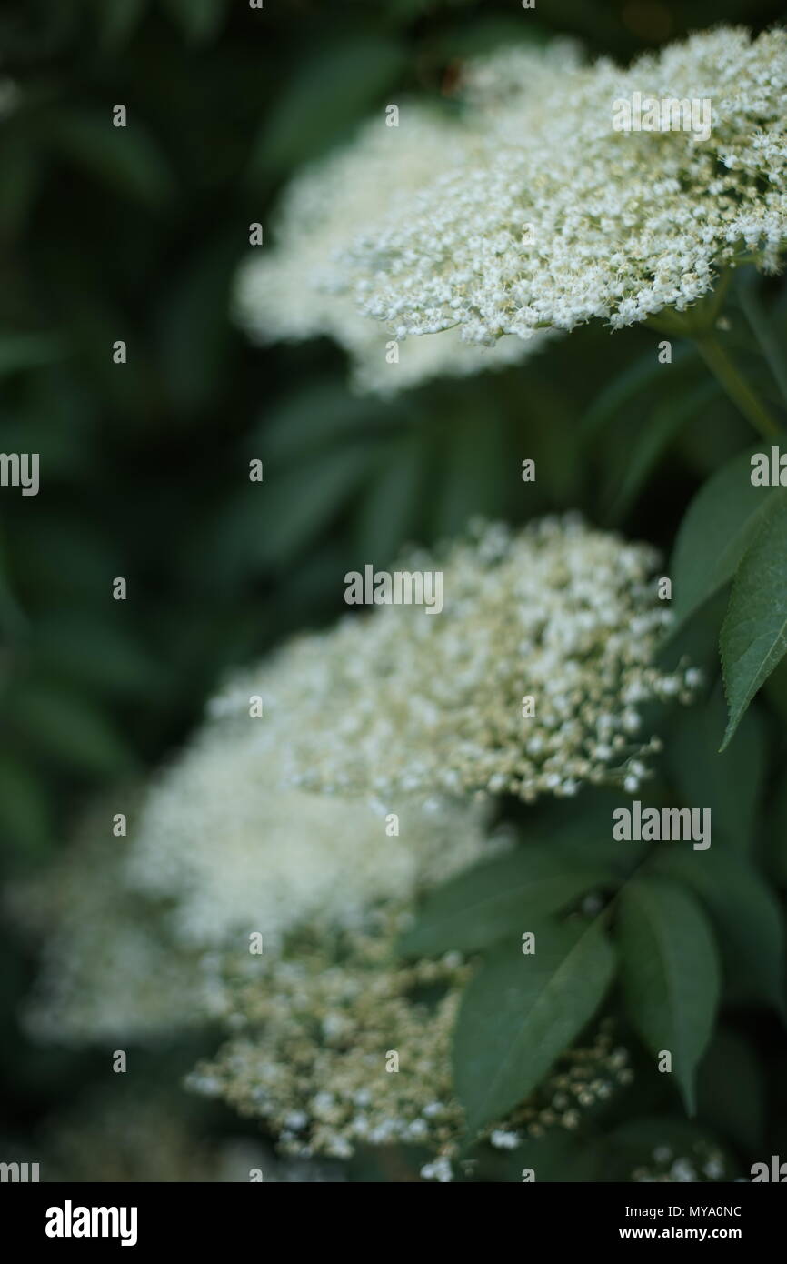 Kleine weiße Blumen auf einem Baum Stockfoto