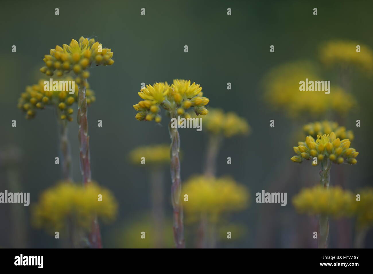 gelbe Blumen im Garten Stockfoto