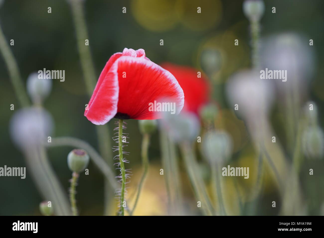 Roter Mohn Mit Einem Weissen Rand Im Garten Stockfotografie Alamy