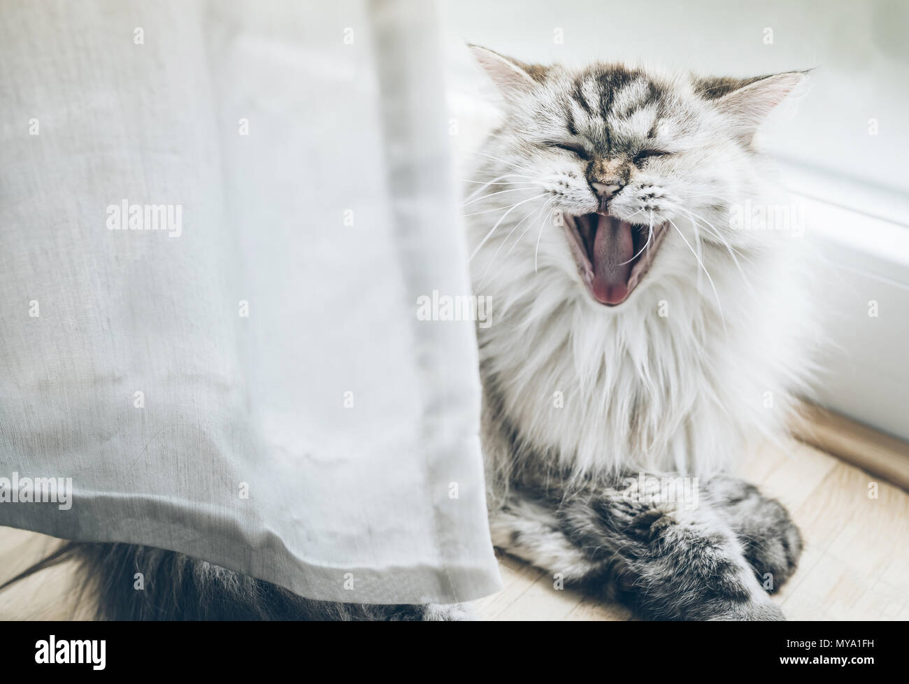 Gähnen flauschige Katze auf Holzboden hinter Vorhang Stockfoto