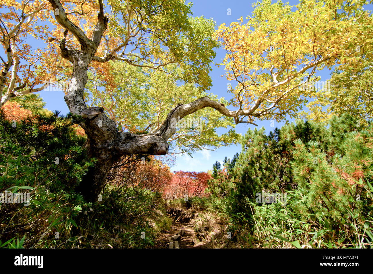 Wanderweg in Hokkaido Berge im Herbst, rote Blätter Saison Stockfoto