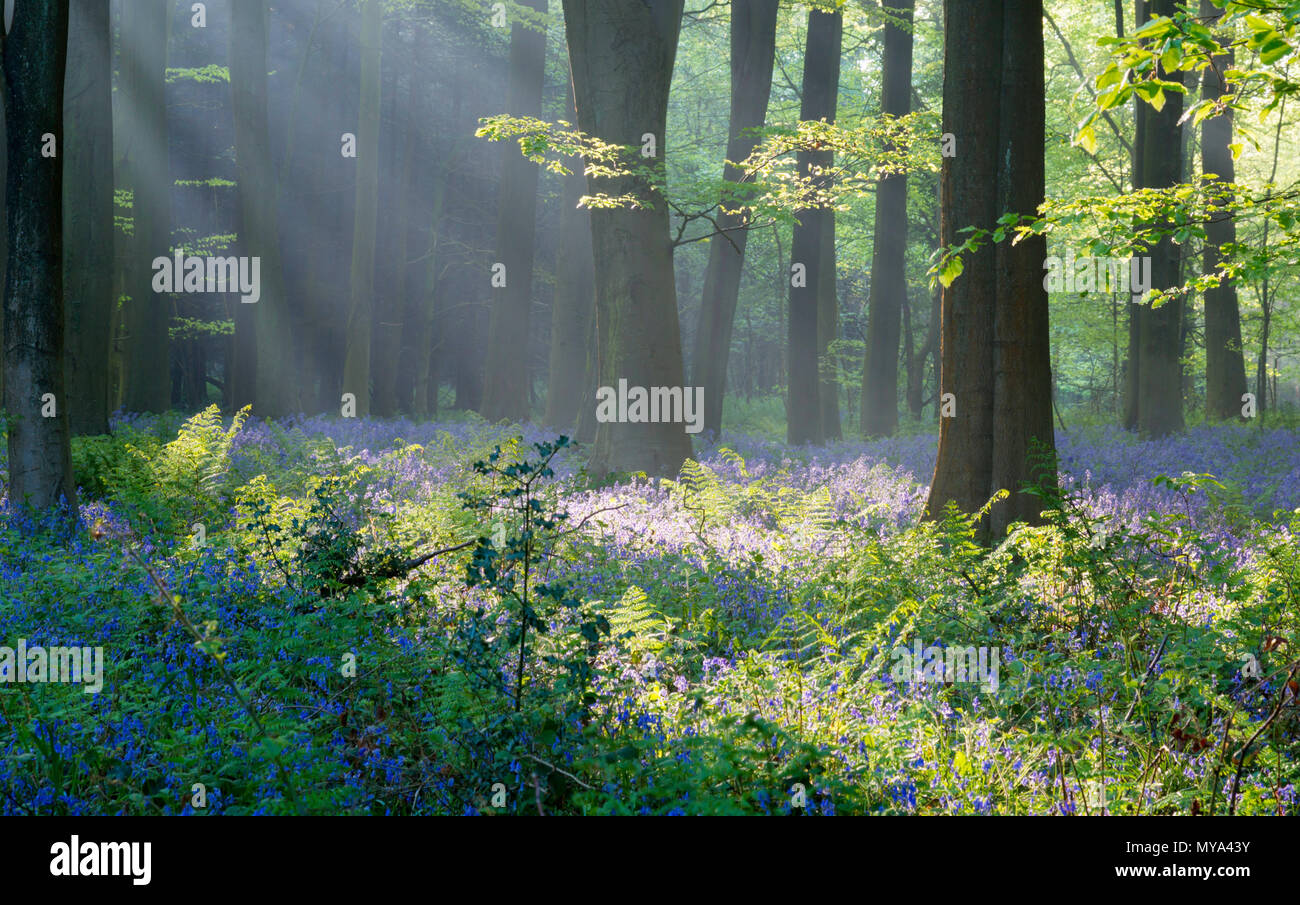 Am frühen Morgen Wellen von Licht durch die Buche Wald während der Bluebell Saison am King's Holz, Challock in der Nähe von Ashford, Kent, Großbritannien. Stockfoto