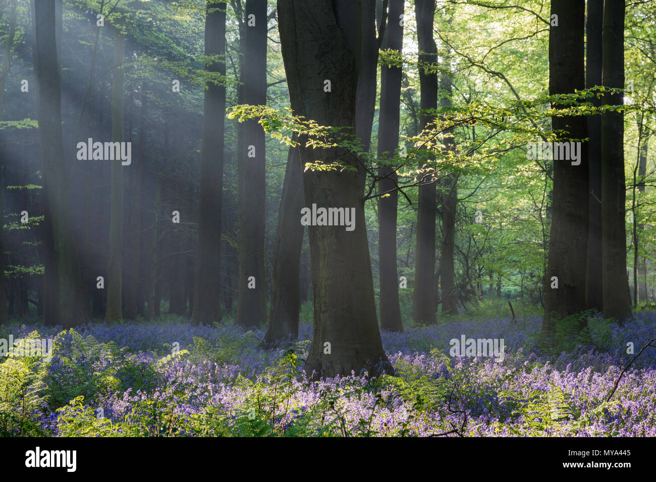 Am frühen Morgen Wellen von Licht durch die Buche Wald während der Bluebell Saison am King's Holz, Challock in der Nähe von Ashford, Kent, Großbritannien. Stockfoto