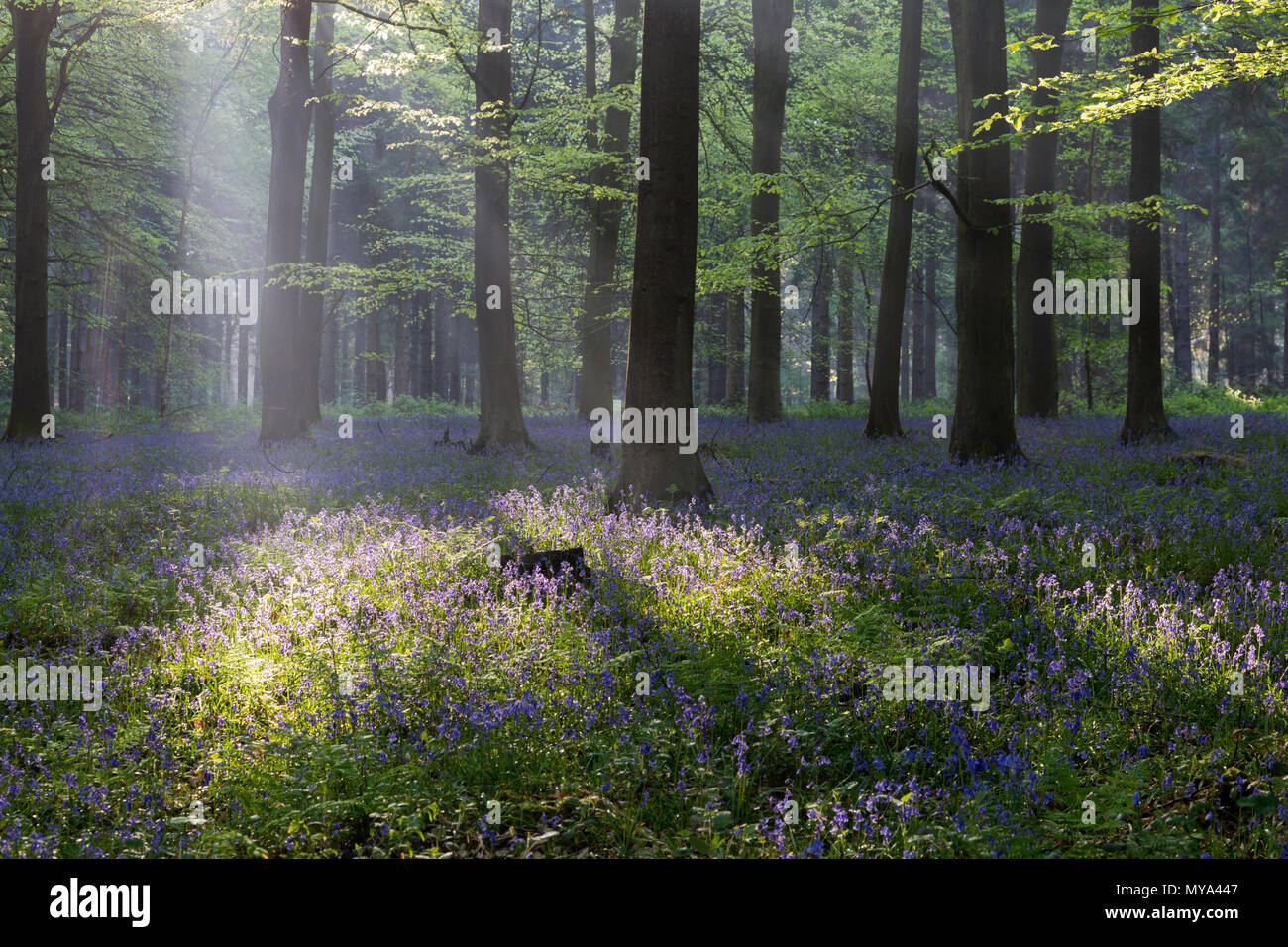 Am frühen Morgen Wellen von Licht durch die Buche Wald während der Bluebell Saison am King's Holz, Challock in der Nähe von Ashford, Kent, Großbritannien. Stockfoto