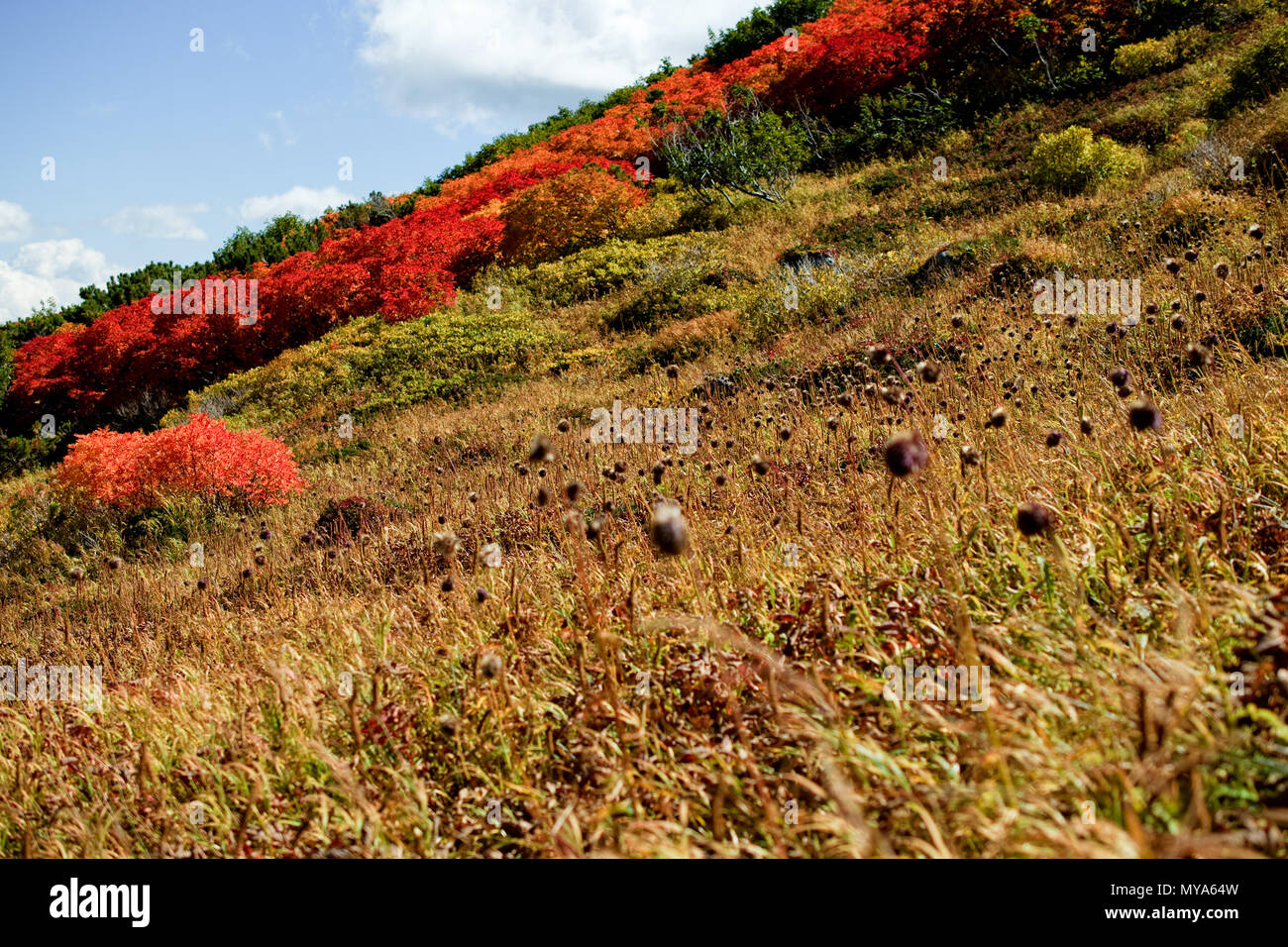 Rote Blätter Jahreszeit der Berg in Hokkaido, Japan Stockfoto