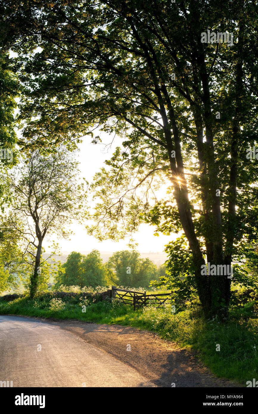 Abendsonne in der Landschaft in der Nähe von Cotswold Guiting macht, Cotswolds, Gloucestershire, VEREINIGTES KÖNIGREICH Stockfoto