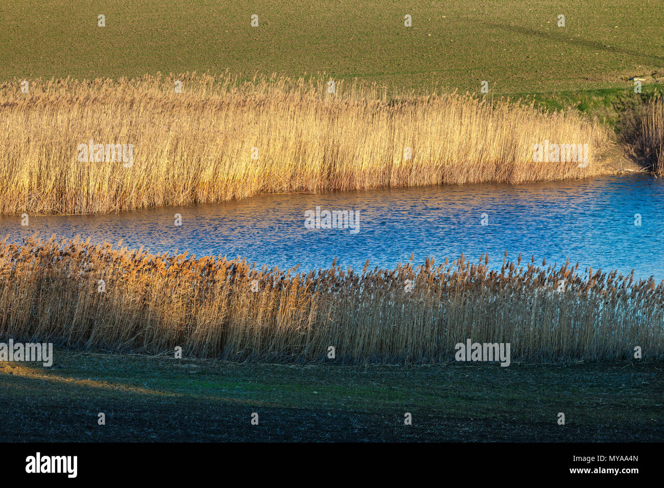 Teich von Binsen und Schilf umgeben, Abruzzen Stockfoto