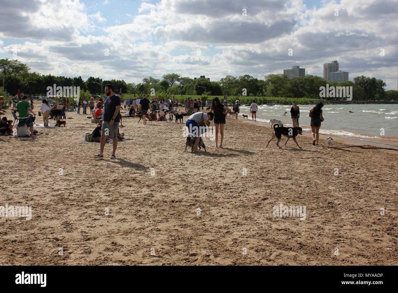 Szene aus Chicago Montrose Hafen Hund Strand in einer schönen sonnigen Sommertag. Stockfoto