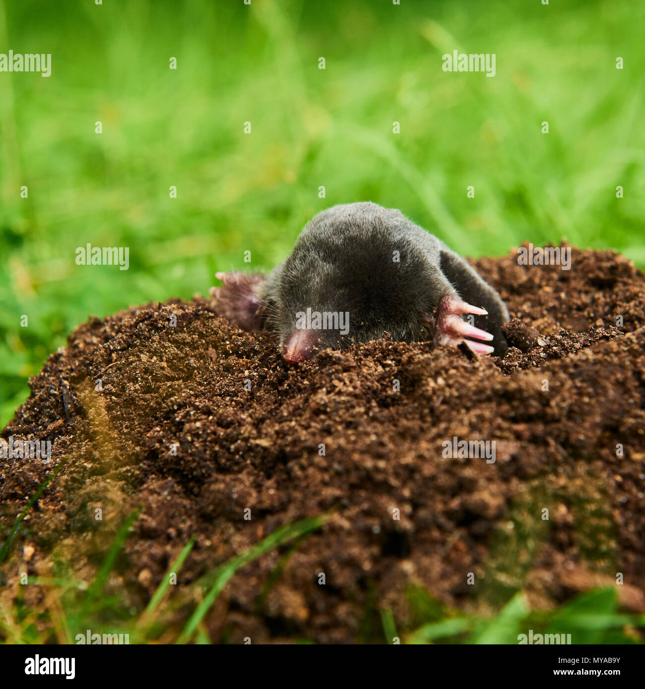 In der Nähe der Mole im Garten. Talpa europaea, kriechen aus braunen Maulwurfshügel, grünen Rasen Hintergrund. Selektiver Fokus Stockfoto