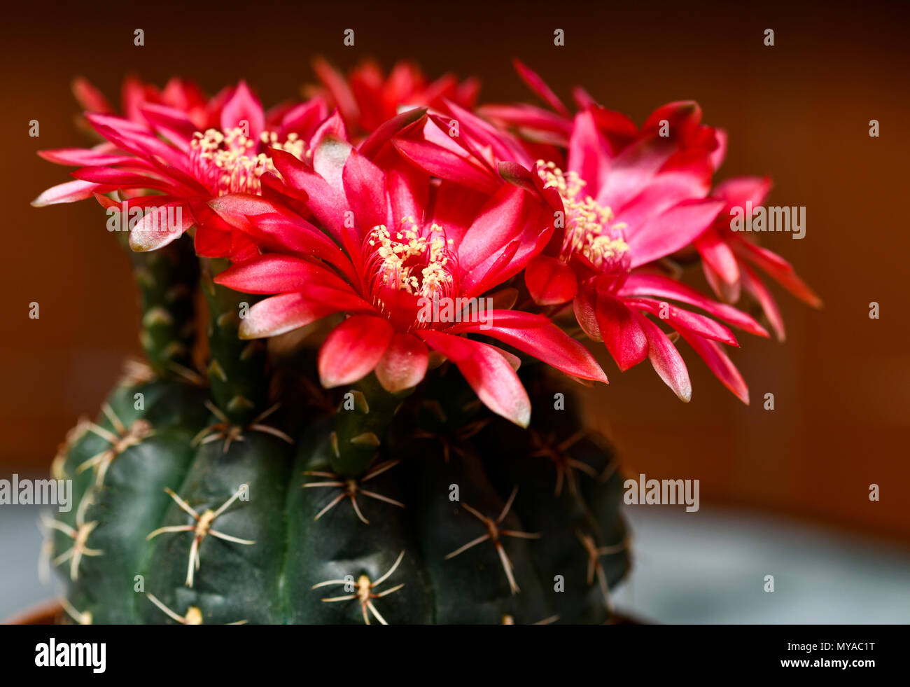 Makro pflanzenbild Fotos und Bildmaterial in hoher Auflösung Alamy