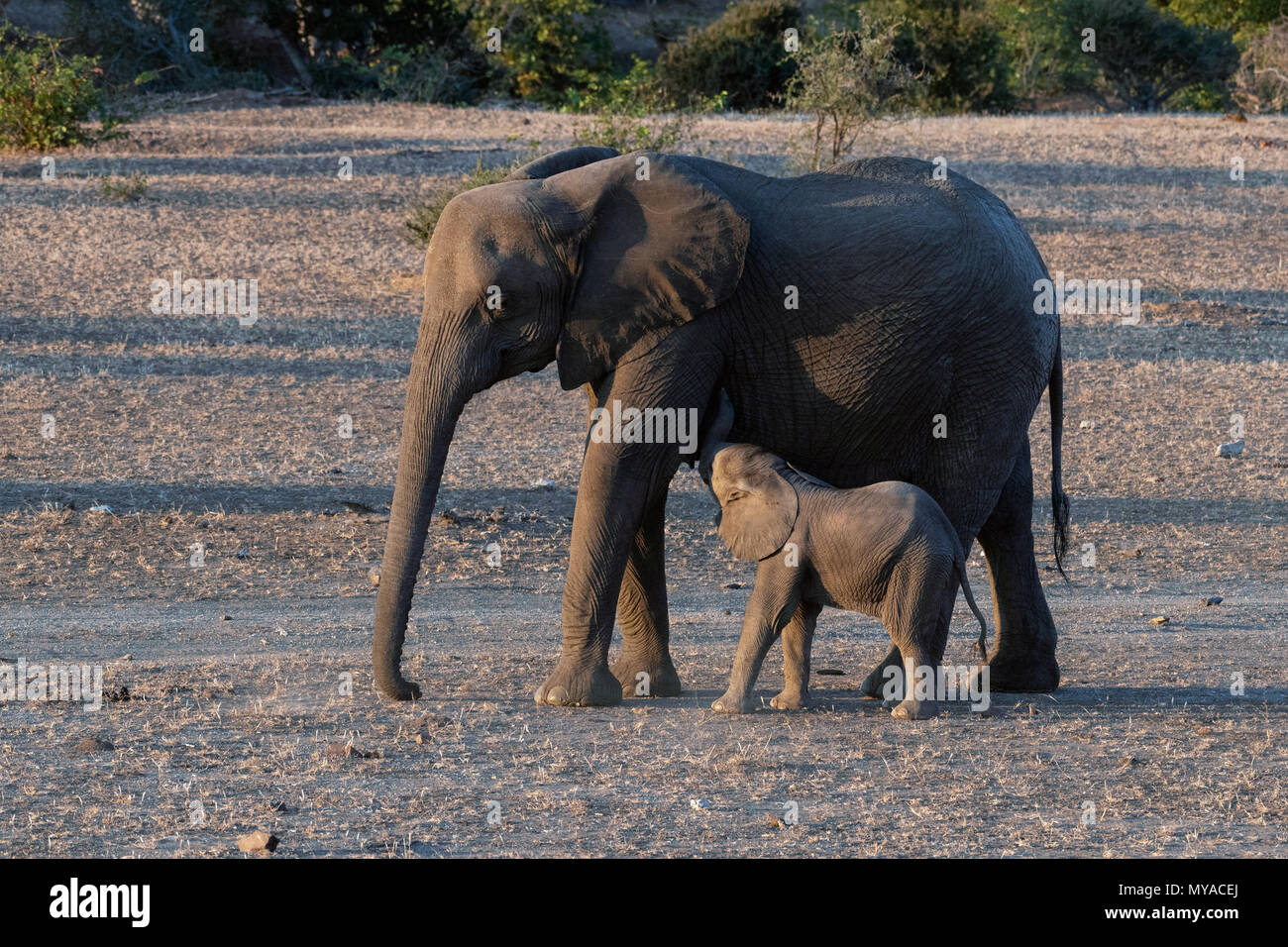 Weibliche Elefanten gestillten Jungen im Mashatu Private Game Reserve in Botswana Stockfoto