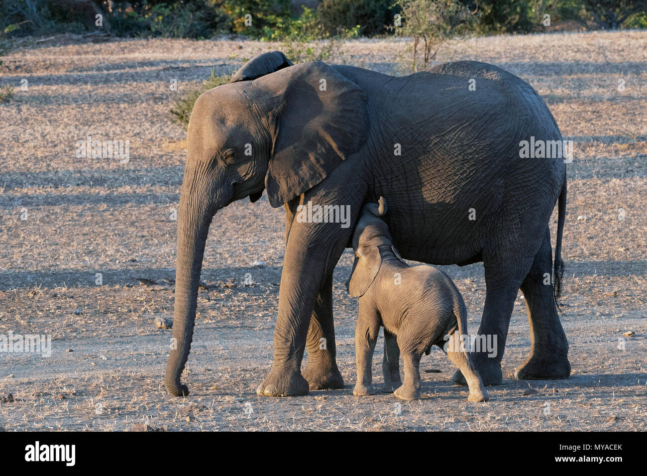 Weibliche Elefanten gestillten Jungen im Mashatu Private Game Reserve in Botswana Stockfoto