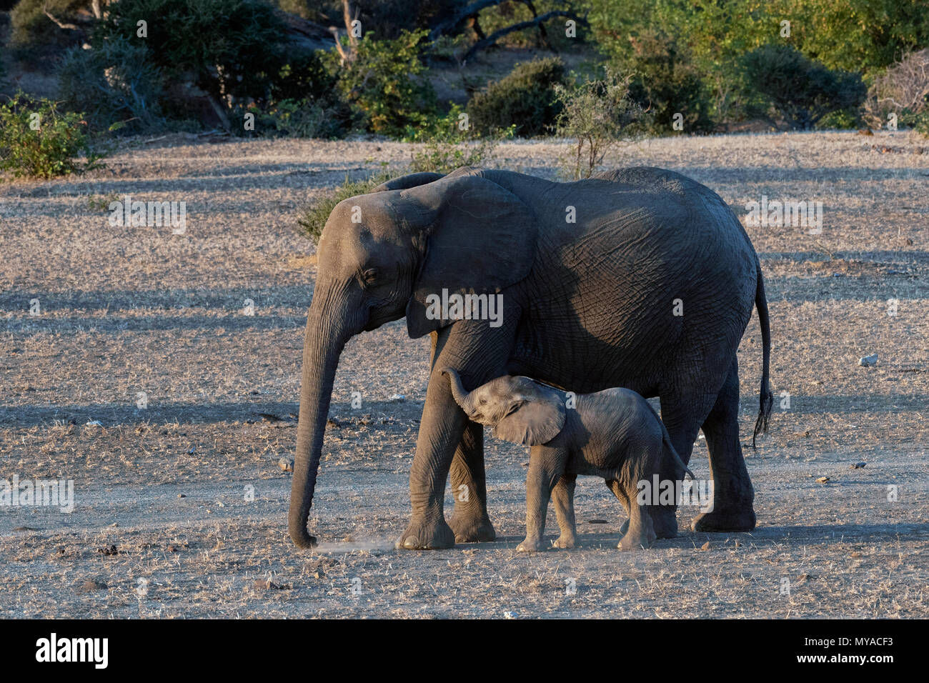 Mutter Elefant und Kalb im Mashatu Private Game Reserve in Botswana Stockfoto