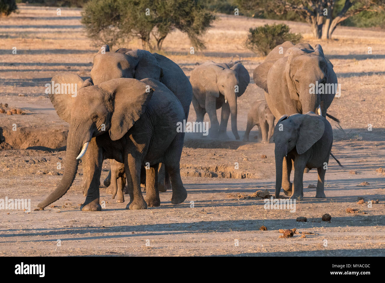 Zucht Elefantenherde am Mashatu Game Reserve in Botswana Stockfoto