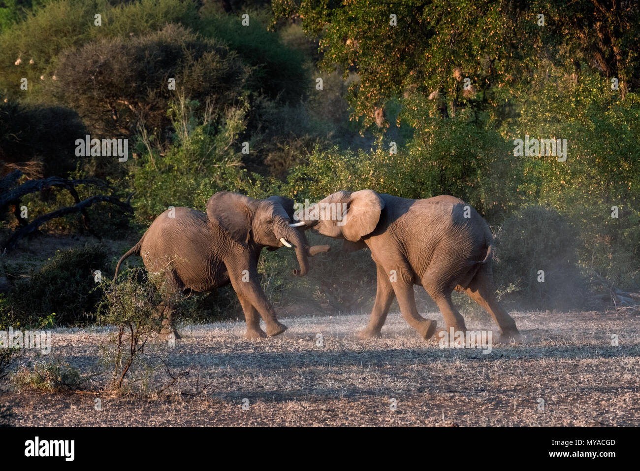 Junge männliche Elefanten kämpfen im Mashatu Game Reserve in Botswana Stockfoto