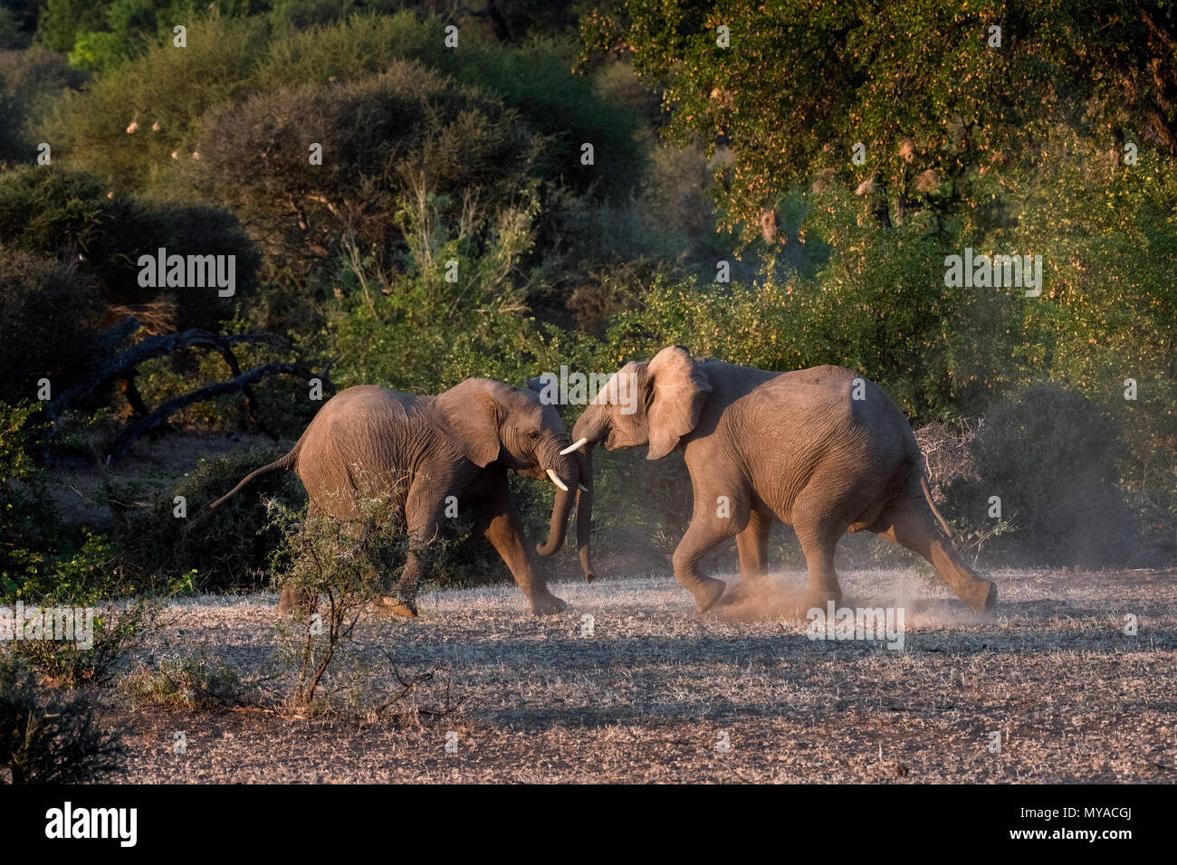 Junge männliche Elefanten kämpfen im Mashatu Game Reserve in Botswana Stockfoto