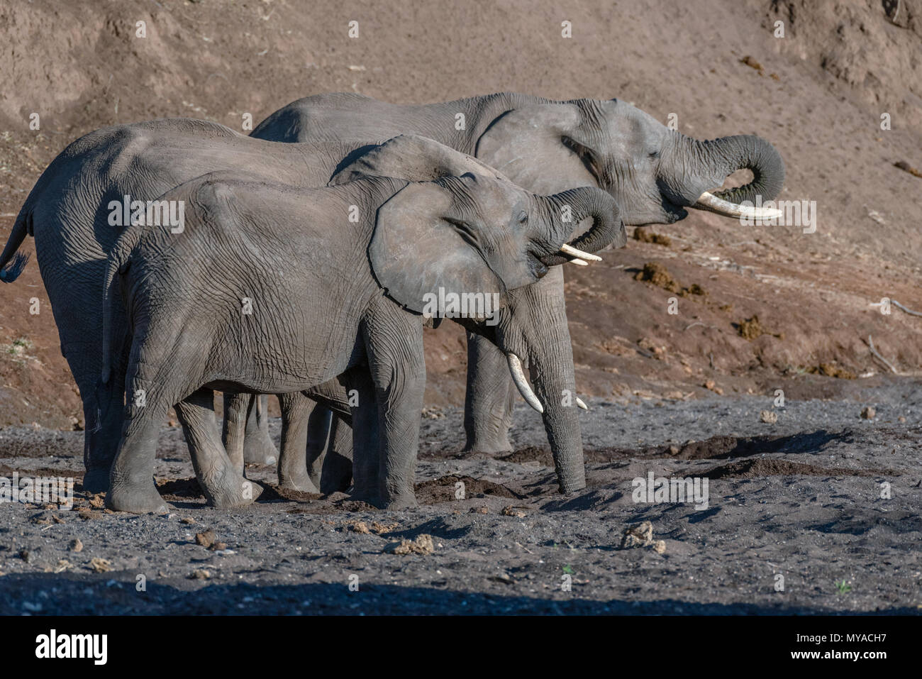 Elefanten graben nach Wasser in den Majale River Bed in Botsuana Stockfoto