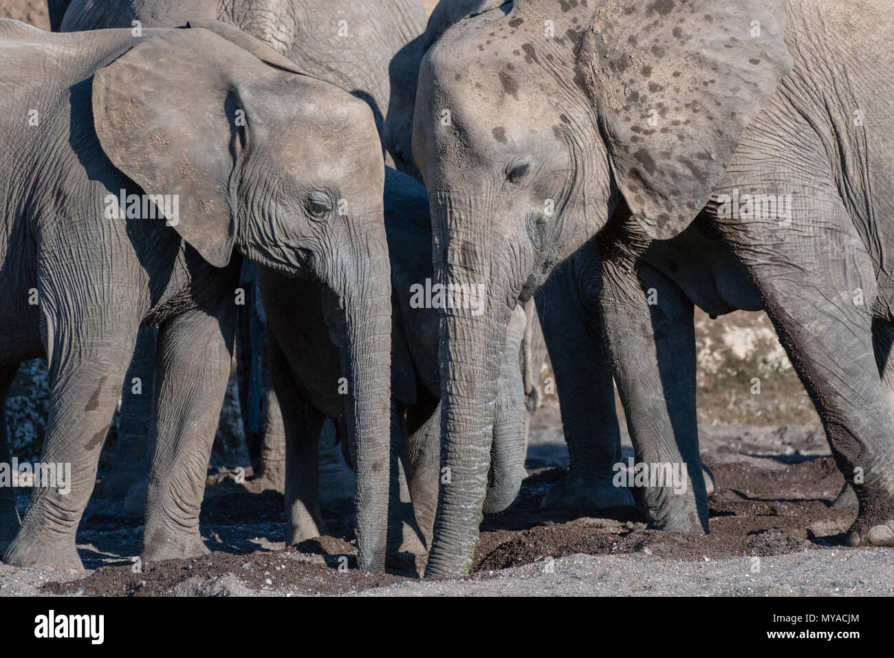 Die afrikanischen Elefanten in die trockene Bett des Mojave River in Botsuana Stockfoto