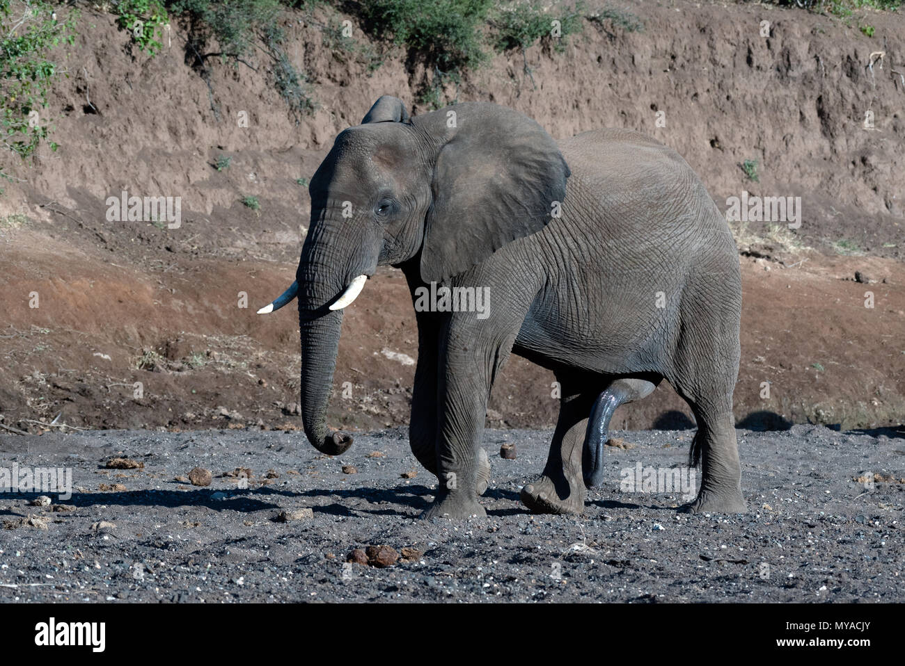 Die afrikanischen Elefanten in die trockene Bett des Mojave River in Botsuana Stockfoto