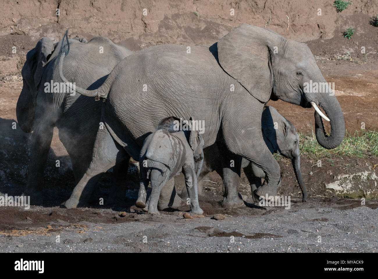 Die afrikanischen Elefanten in die trockene Bett des Mojave River in Botsuana Stockfoto