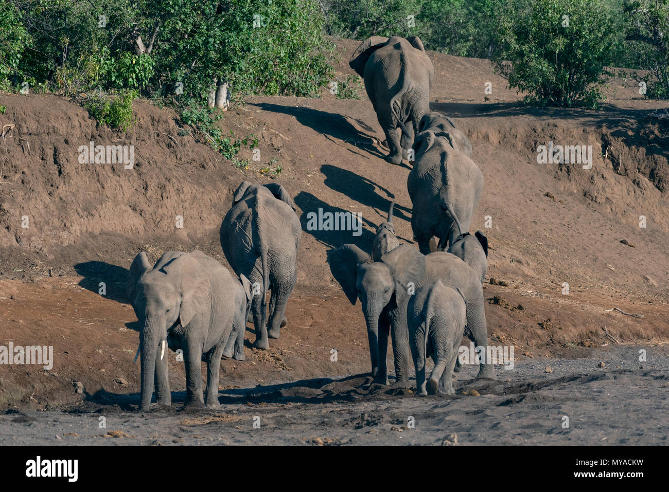 Afrikanische Elefanten verlassen die trockene Bett des Mojave River in Botsuana Stockfoto