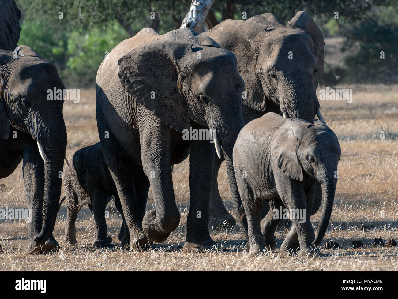 Elefantenherde in den Mashatu Private Game Reserve in Botswana Stockfoto