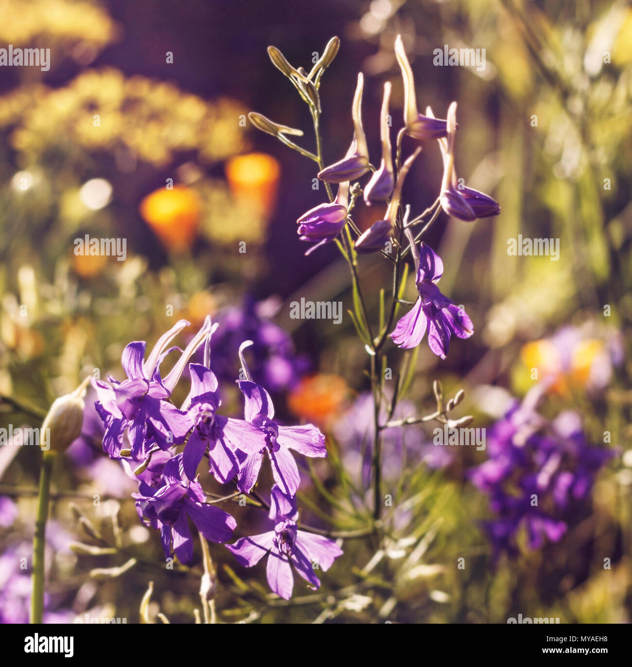 Großer Schönheit lilla Blumen im sonnigen Garten Stockfoto