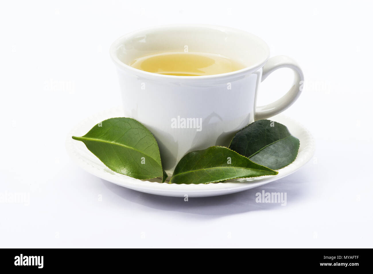 Grüner Tee und Kaffee Anlage japanische Kamelie Blätter auf weißem Hintergrund Stockfoto