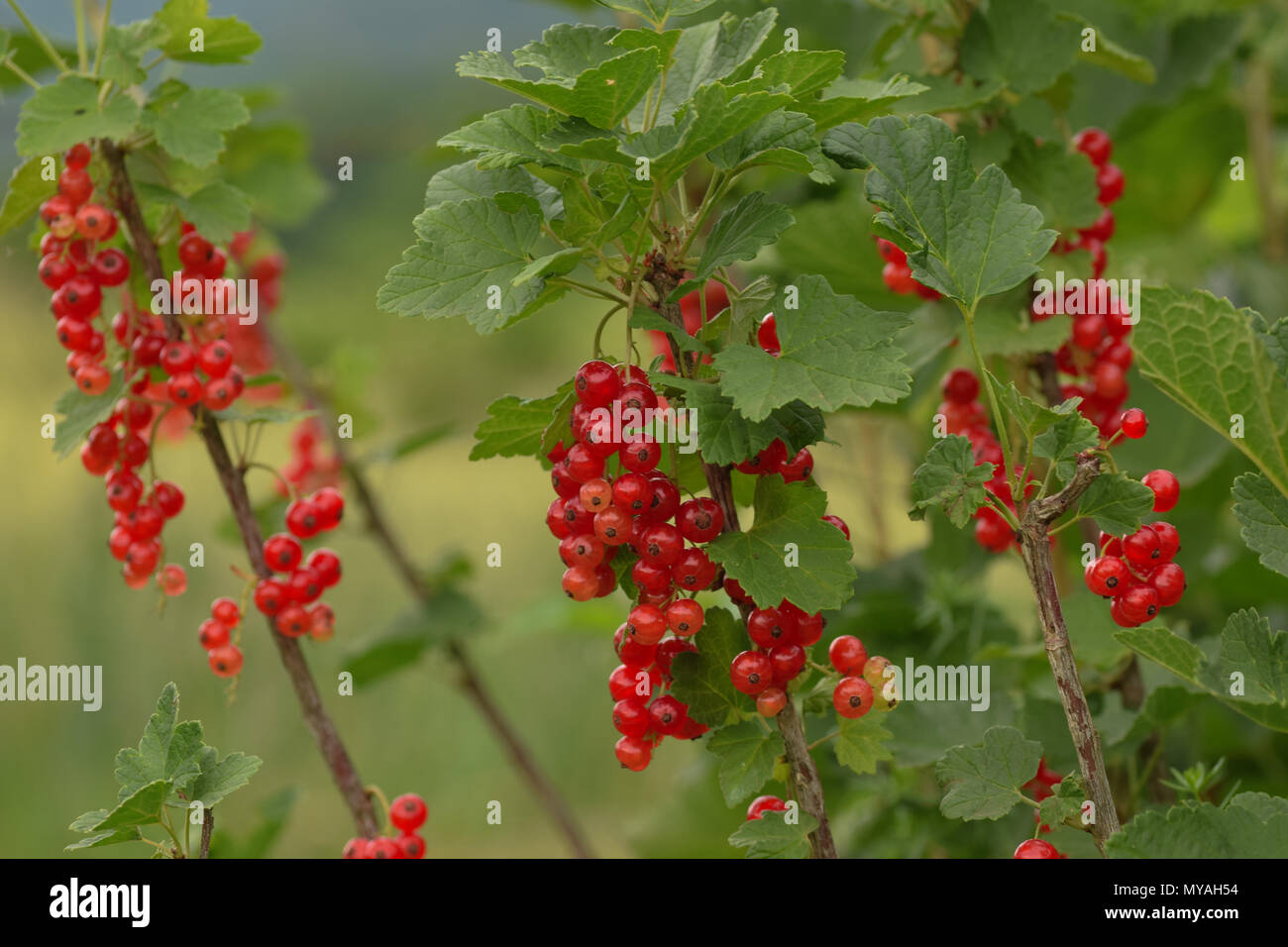 Rote Johannisbeeren auf Anlage bereit zu essen Stockfoto