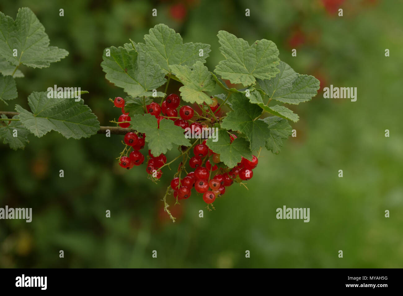 Rote Johannisbeeren auf Anlage bereit zu essen Stockfoto