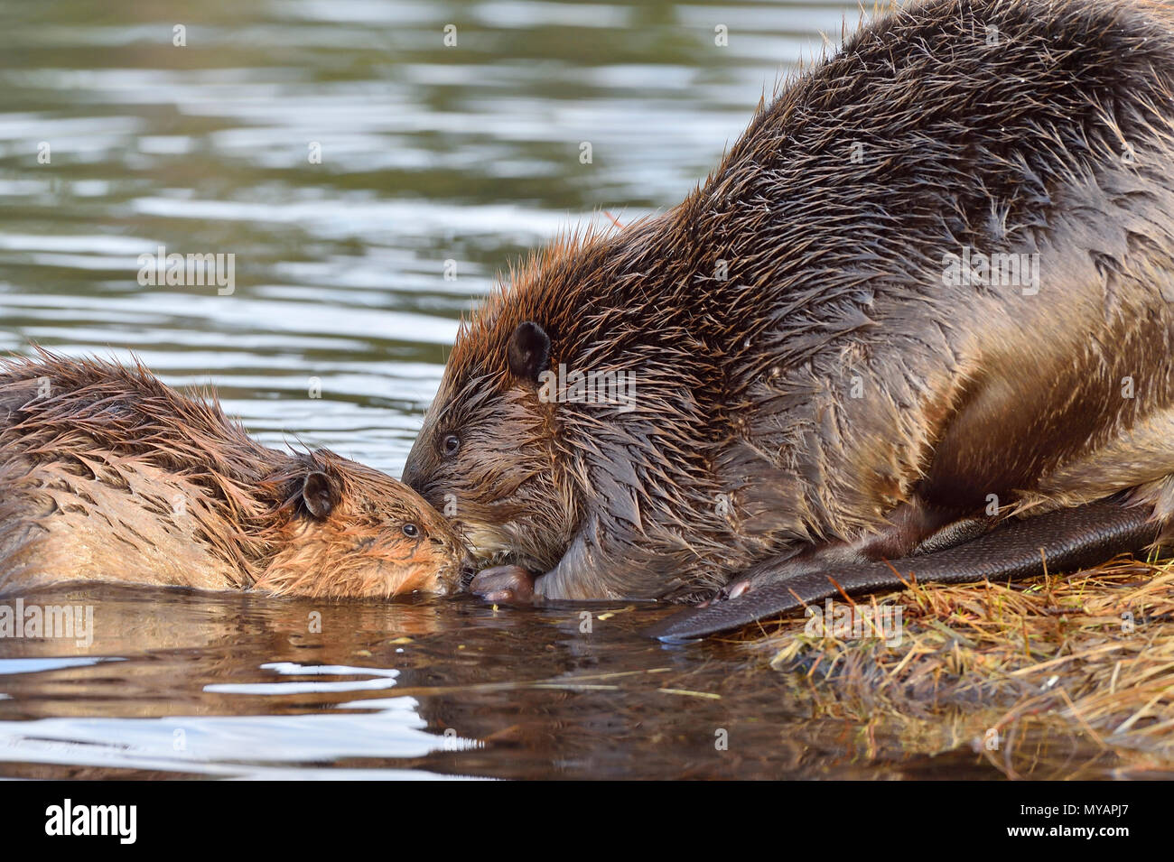 Ein horizontales Bild von einer Mutter und kit Biber Kauen auf einem Aspen Niederlassung bei Maxwell See in Hinton Akberta Kanada Stockfoto