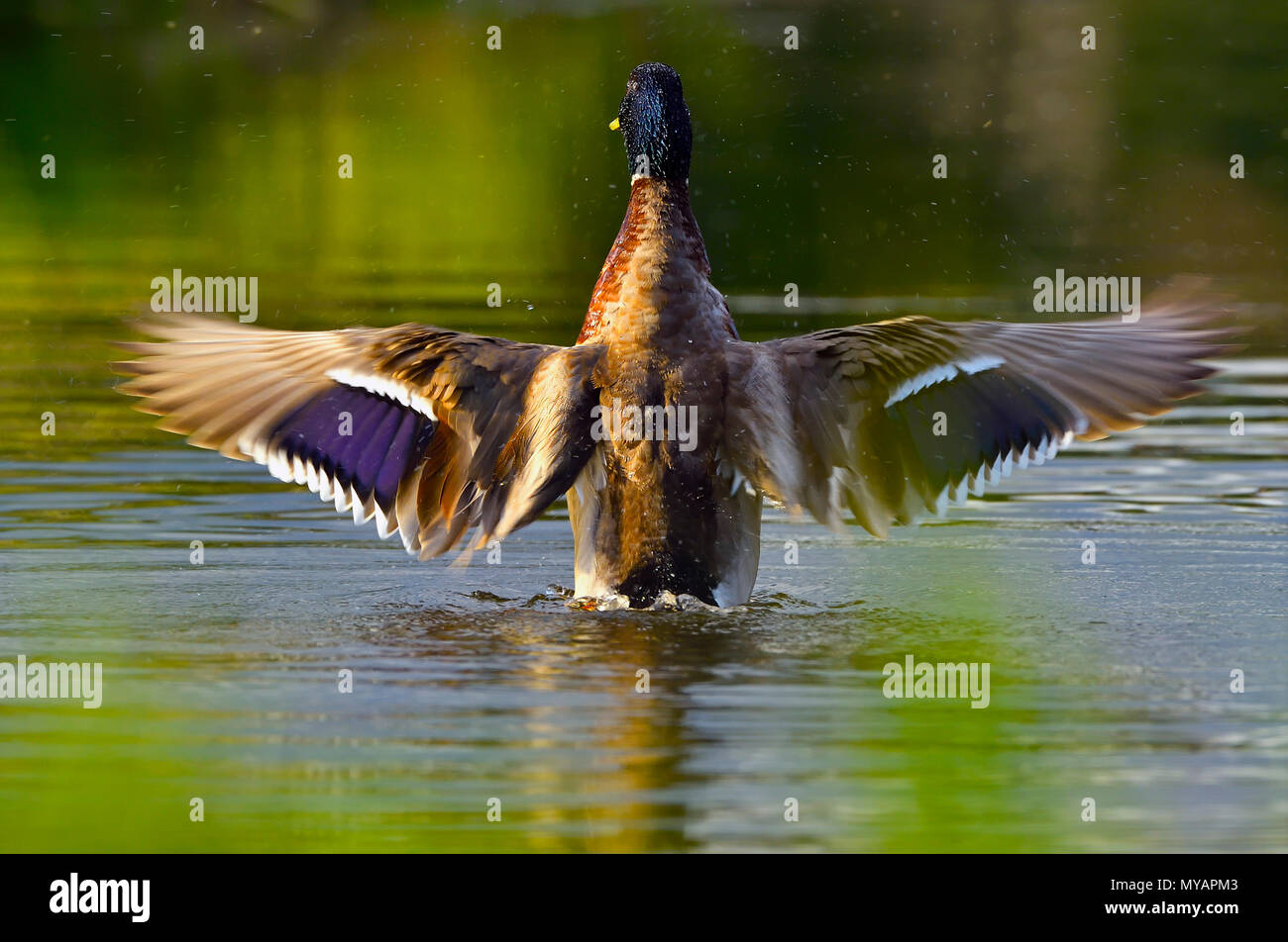 Eine Ansicht von hinten von einem erwachsenen Mann Stockente (Anas platyrhynchos), seine Flügel ausbreitet auf dem ruhigen Wasser des Bibers Teich an Maxwell Lake in der Nähe von Hinton EIN Stockfoto