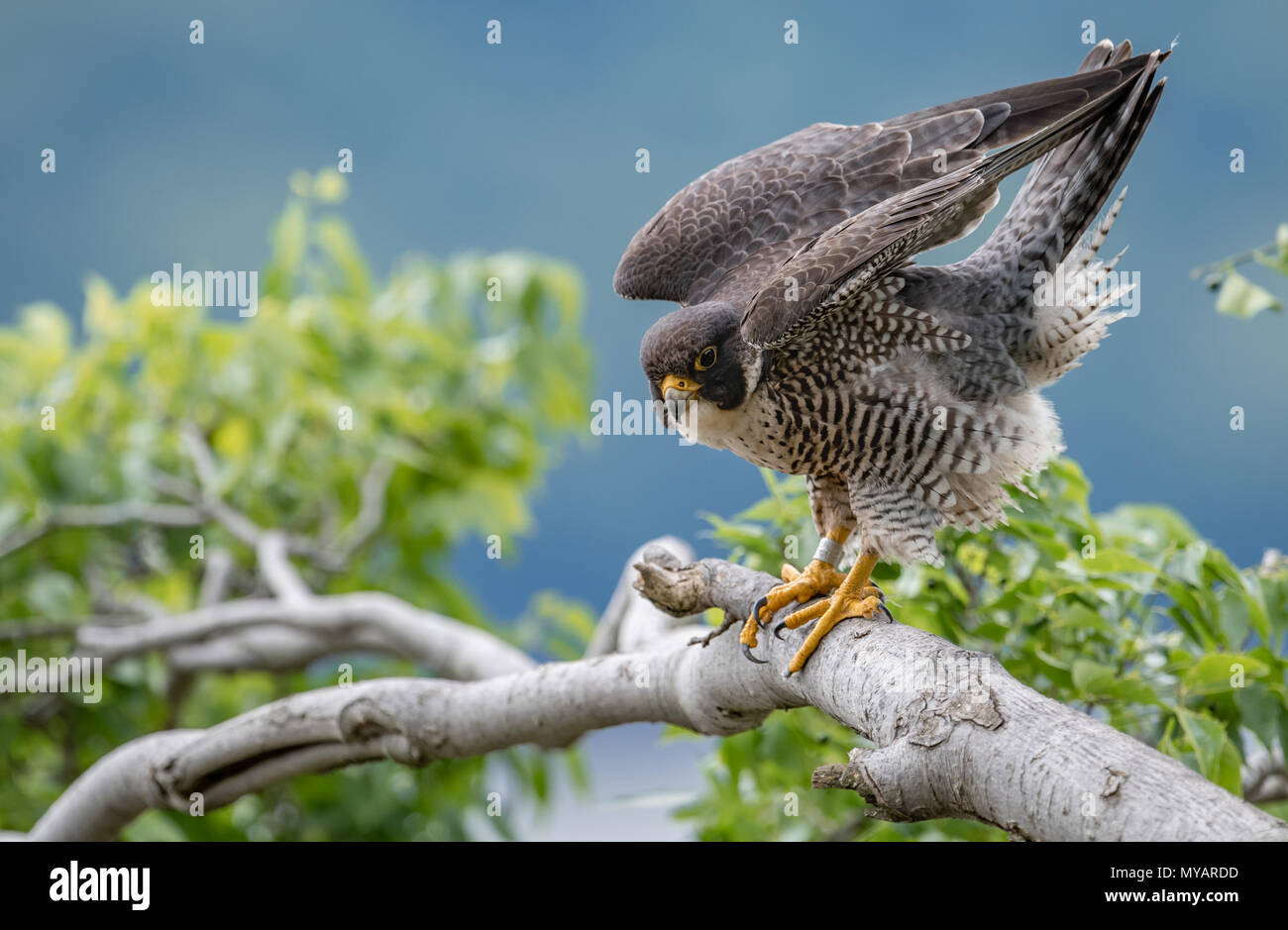Peregrine Falcon Stockfoto