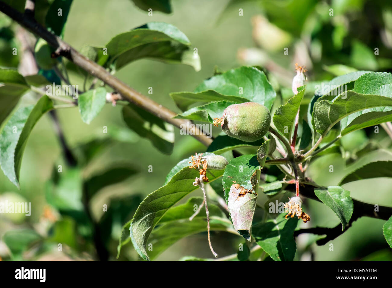 Unreifen grünen Apfel. Samtige Frucht der Green Apple Stockfoto