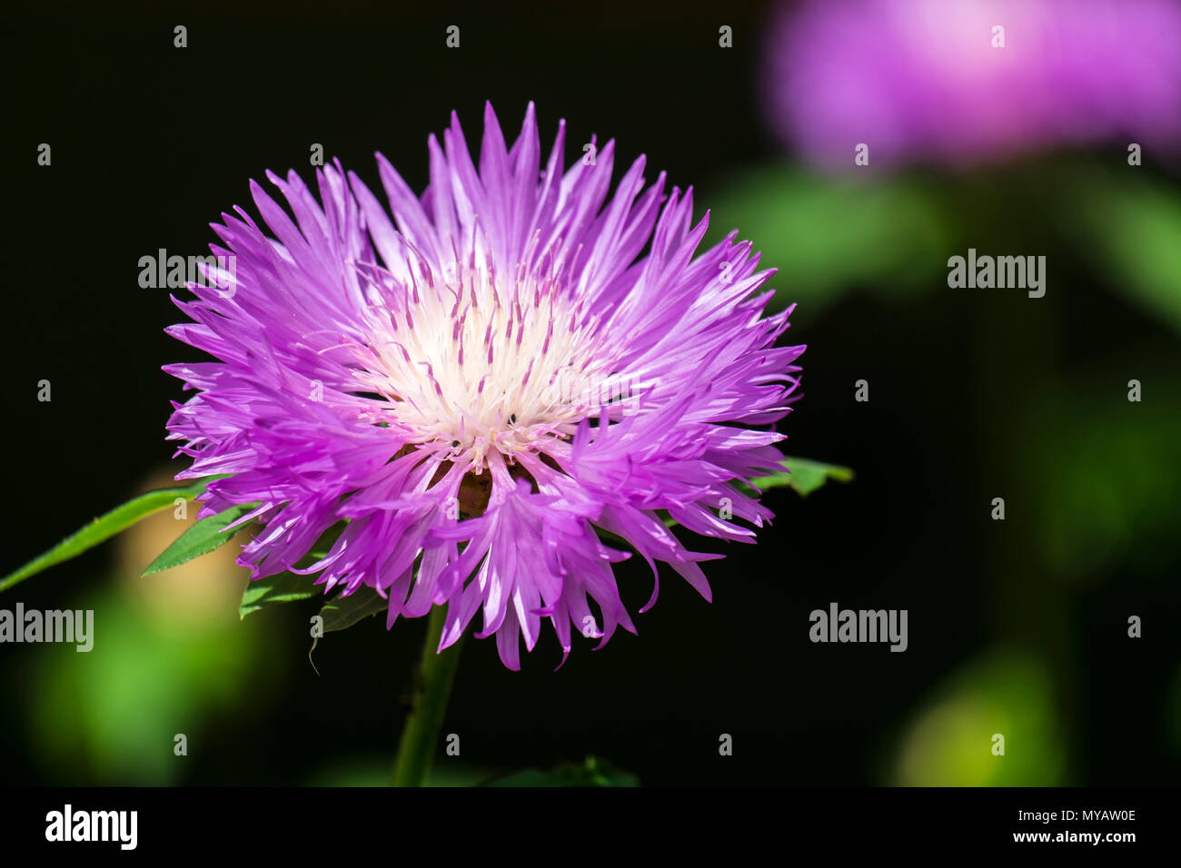 Lila Blume des Persischen Kornblume (Centaurea Dealbata) Stockfoto