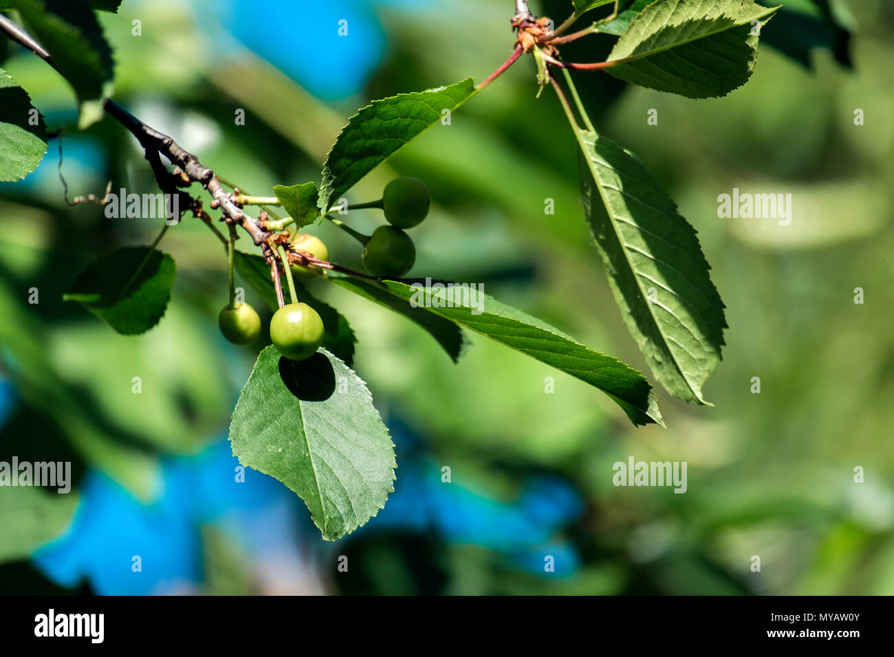 Unreife grüne Kirschen Beeren (CERASUS) Stockfoto