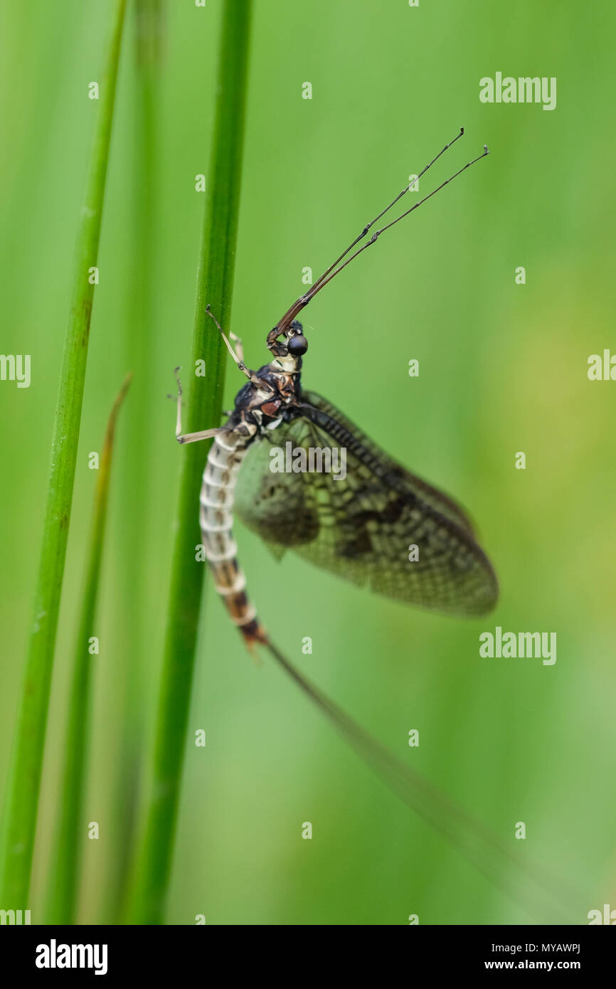 Green Drake Eintagsfliege (Ephemera danica) in der Nähe von Süßwasser Lebensraum in Cumbria Stockfoto