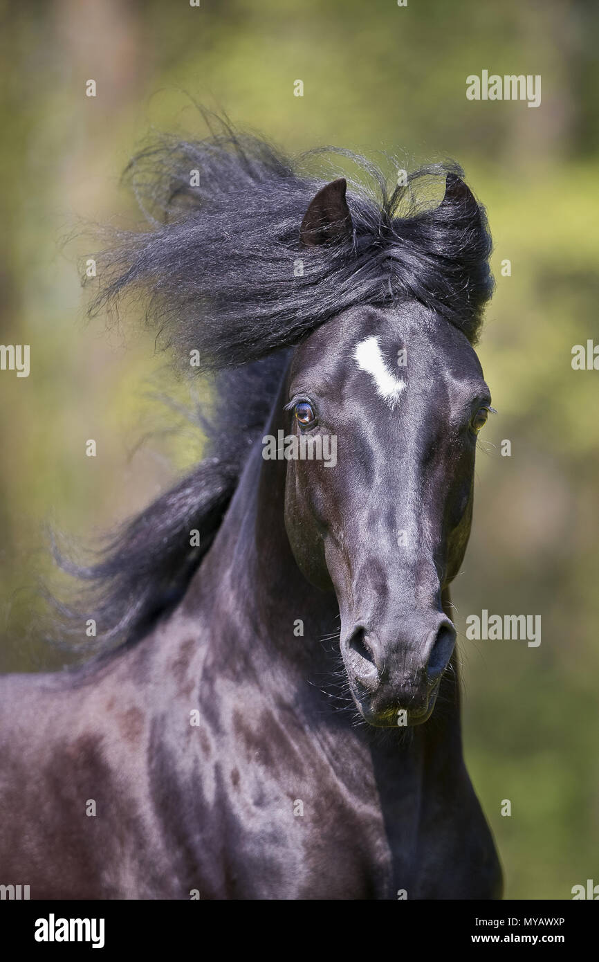 Paso Fino. Porträt der schwarze Hengst mit Mähne fließt. Deutschland Stockfoto