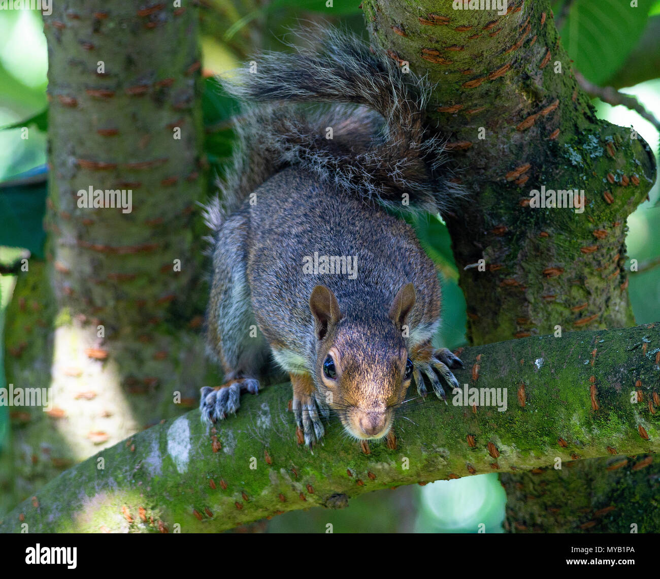 Ein östliches graues Eichhörnchen Hocken auf einem Zweig in einem blühenden Kirschbaum in einem Garten in Alsager Cheshire England Vereinigtes Königreich Großbritannien Stockfoto