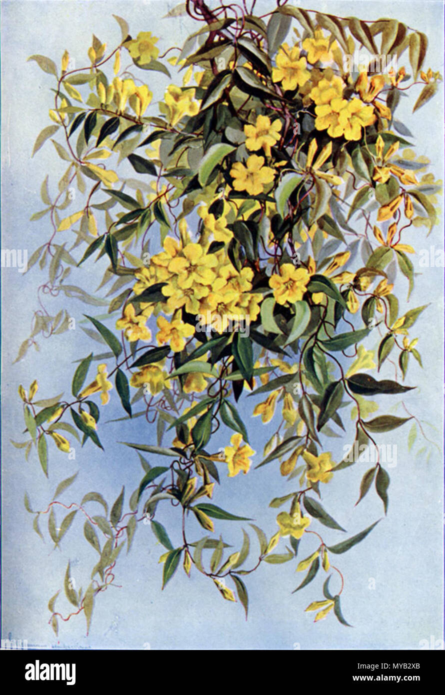 . Carolina Jessamine, Gelsemium sempervirens offset Farbwiedergabe oder Kupferstich/Radierung. 1901. Alice Lounsberry (Autor, 1872-1949), Ellis Rowan (Artist, 1847-1922), siehe englische Wikipedia Artikel 204 Gelsemium sempervirensCDP 140 CA Stockfoto