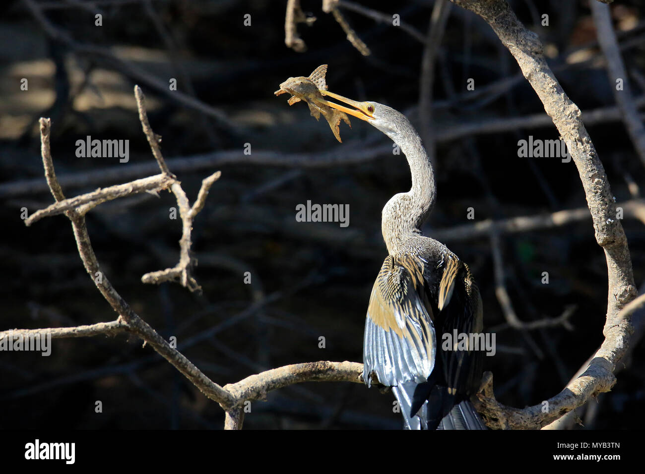 Anhinga (aka Snakebird, American Darter) mit Beute, mit seinem Schnabel Durchbohrt ein Wels. Pantanal, Brasilien Stockfoto