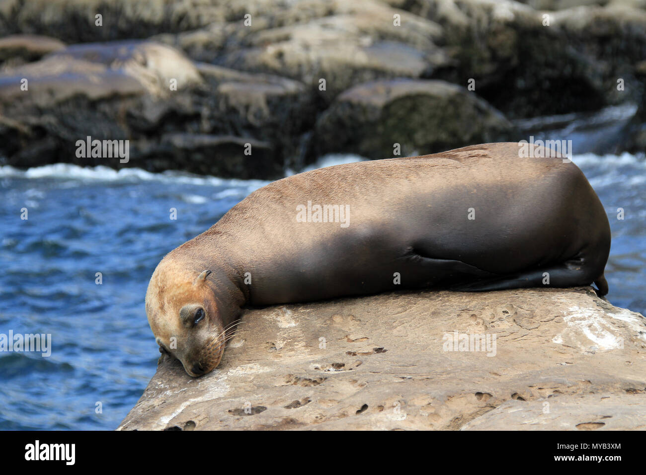 Galapagos-seelöwe (zalophus californianus) liegt auf einem Felsen, La Holla, California, United States Stockfoto