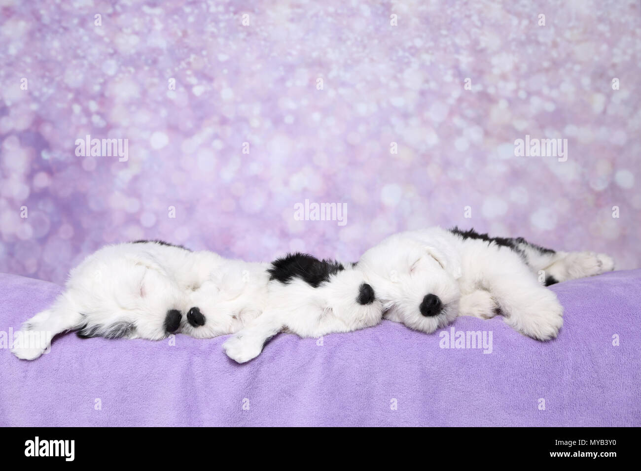 Old English Sheepdog. Vier Welpen schlafen auf lila Decke. Studio Bild gegen einen violetten Hintergrund. Deutschland Stockfoto