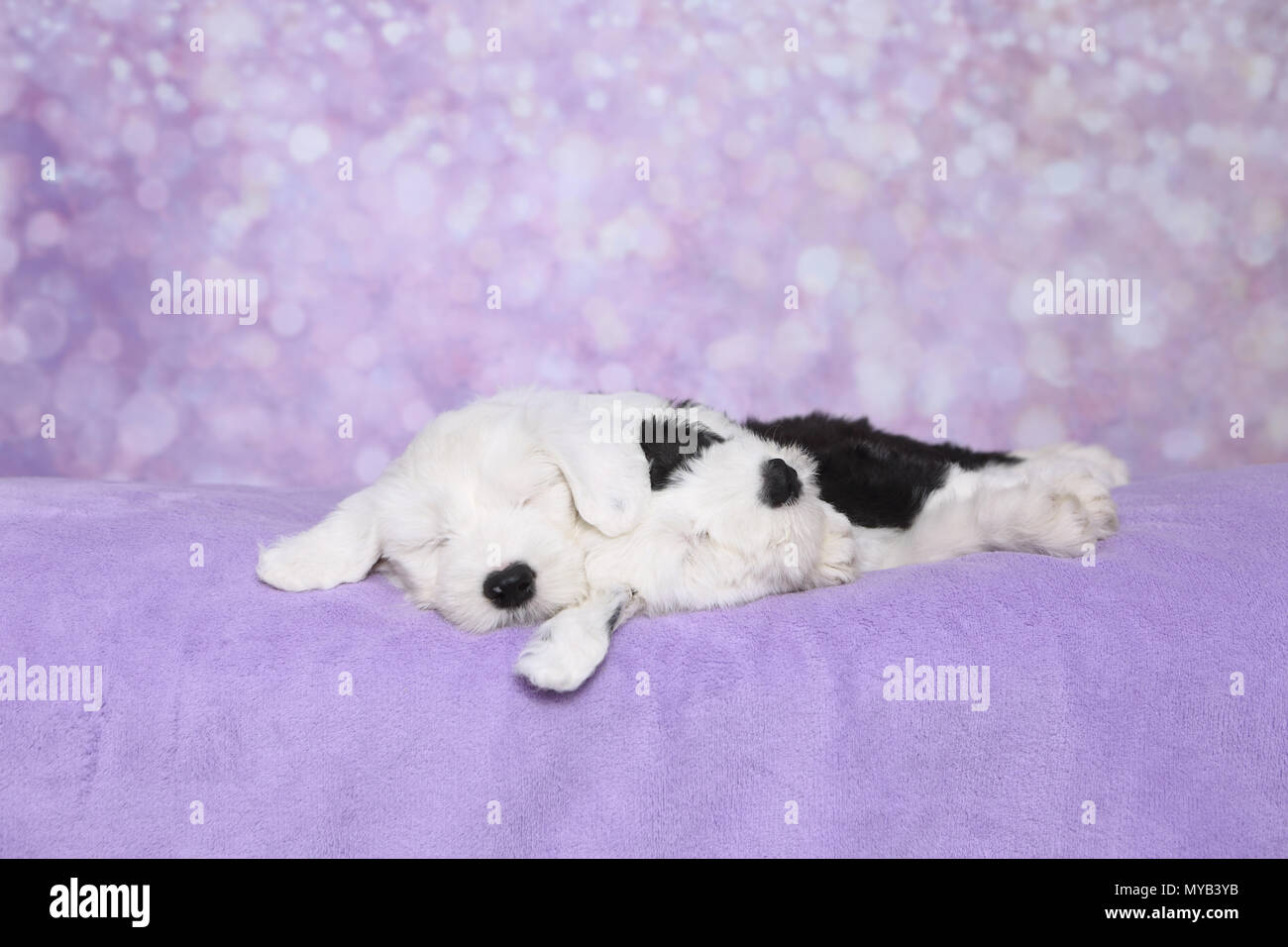 Old English Sheepdog. Zwei Welpen schlafen auf lila Decke. Studio Bild gegen einen violetten Hintergrund. Deutschland Stockfoto