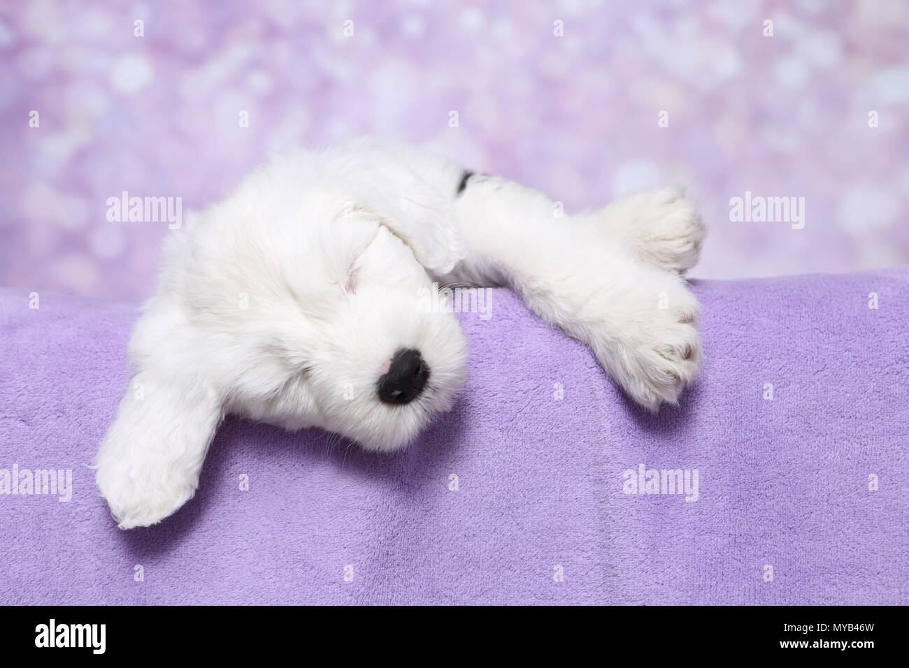 Old English Sheepdog. Welpen schlafen auf lila Decke. Studio Bild gegen einen violetten Hintergrund. Deutschland Stockfoto