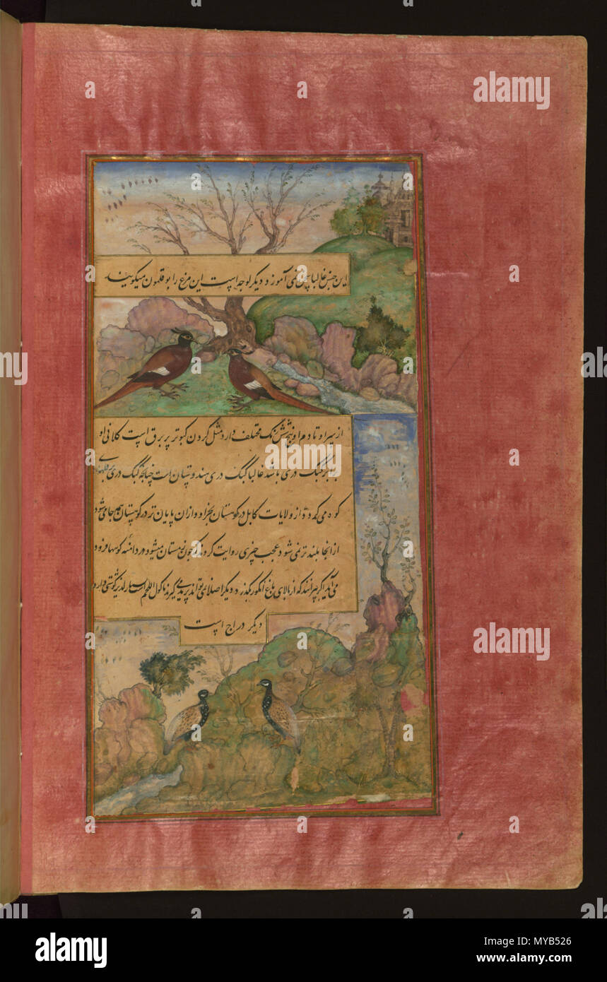 75 Vögel von Hindustan luchas, genannt būqalamūn und Rebhühner Stockfoto